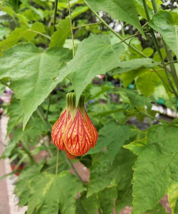 小众送妈妈的花有哪些花