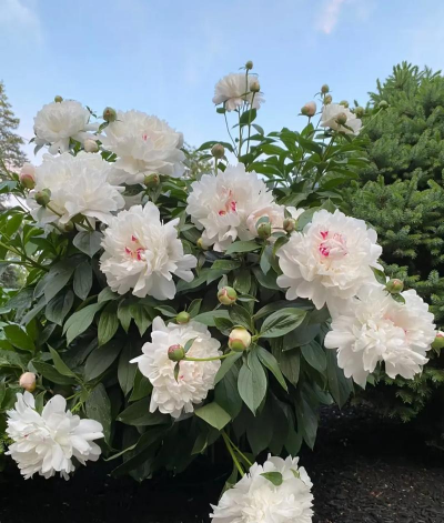 芍药属于什么科什么种