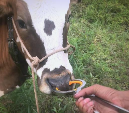 小众送妈妈的花有哪些花
