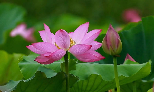 小众送妈妈的花有哪些花