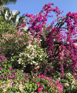 小众送妈妈的花有哪些花