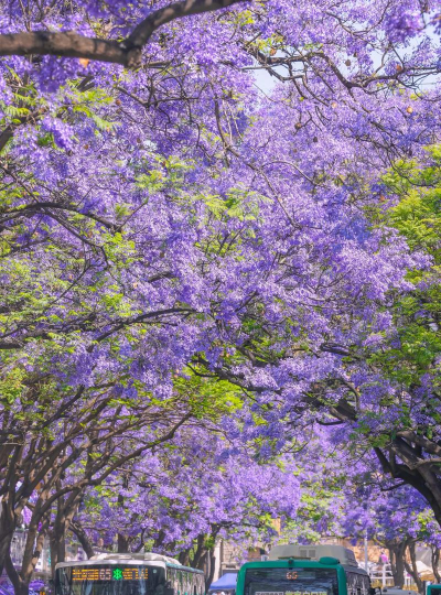 小众送妈妈的花有哪些花