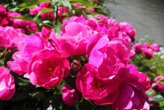 小众送妈妈的花有哪些花