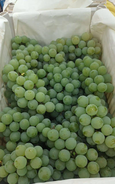 青葡萄品种