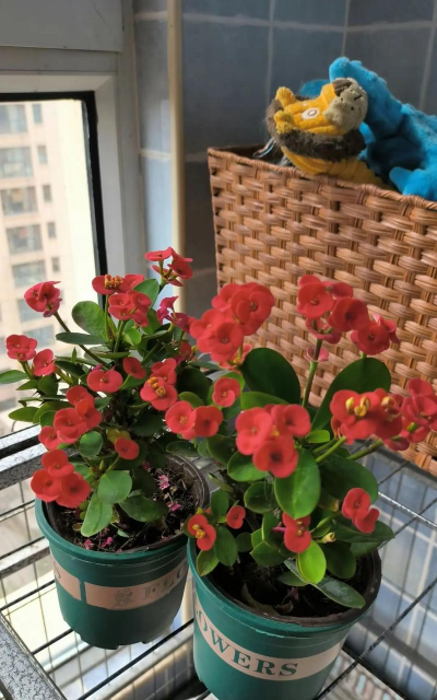 刺梅什么时候开花