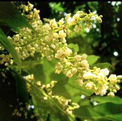 小众送妈妈的花有哪些花