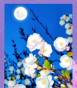 小众送妈妈的花有哪些花