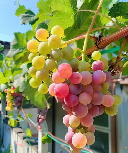 小众送妈妈的花有哪些花