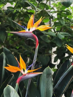 小众送妈妈的花有哪些花