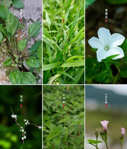 小众送妈妈的花有哪些花