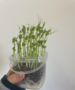 小众送妈妈的花有哪些花