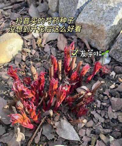 小众送妈妈的花有哪些花