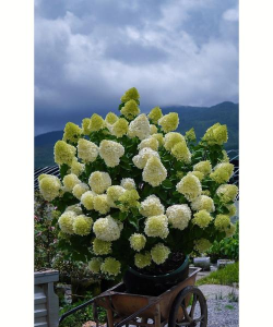 小众送妈妈的花有哪些花