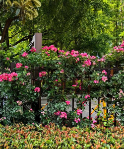 小众送妈妈的花有哪些花