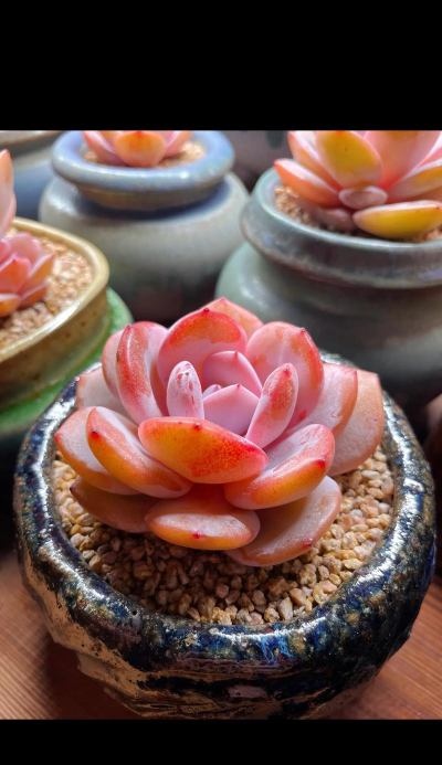 小众送妈妈的花有哪些花