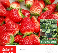 红玉草莓苗品种介绍