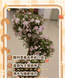 小众送妈妈的花有哪些花