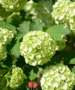 小众送妈妈的花有哪些花