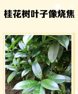 金桂树叶像什么