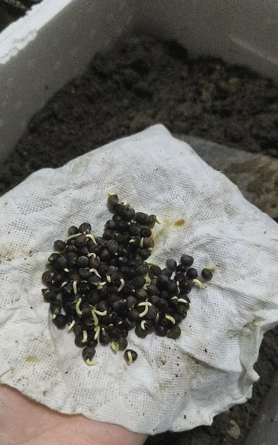 小众送妈妈的花有哪些花