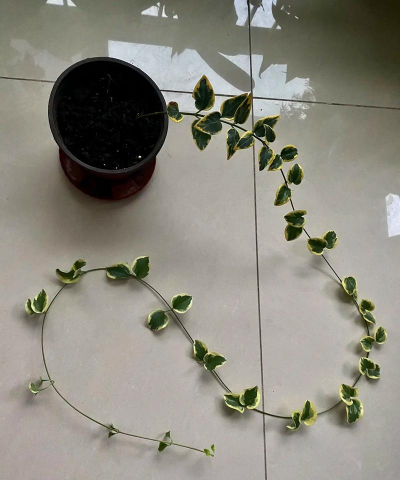 小众送妈妈的花有哪些花