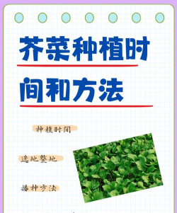 芥菜种植时间和方法