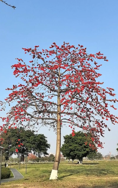 小众送妈妈的花有哪些花