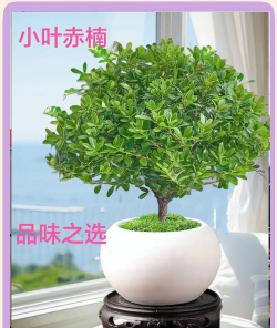 四季常青又耐寒的绿植