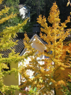 韶关银杏叶最佳季节