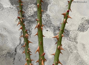 小众送妈妈的花有哪些花