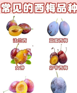 西梅是什么杂交的