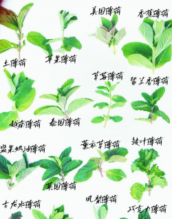 小众送妈妈的花有哪些花