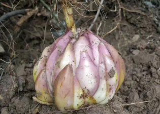 小众送妈妈的花有哪些花