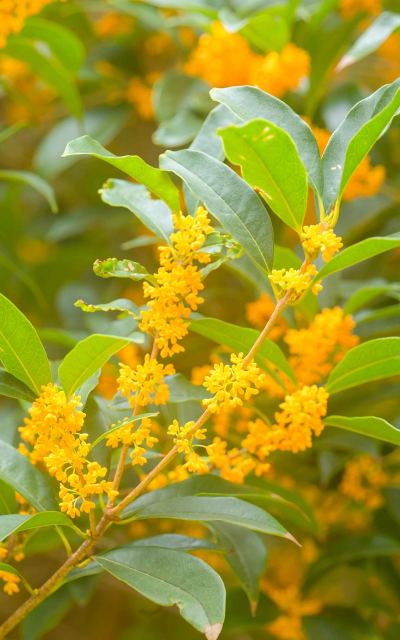 小众送妈妈的花有哪些花