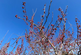 小众送妈妈的花有哪些花