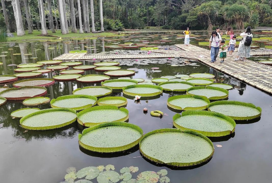 小众送妈妈的花有哪些花