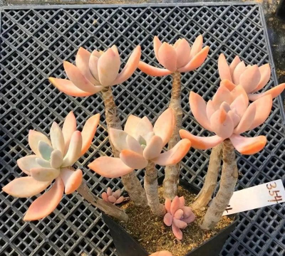 小众送妈妈的花有哪些花