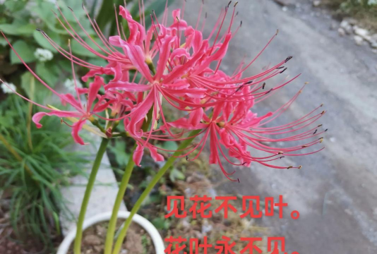 小众送妈妈的花有哪些花