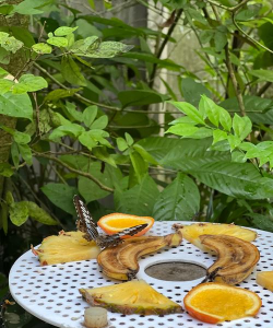 小众送妈妈的花有哪些花