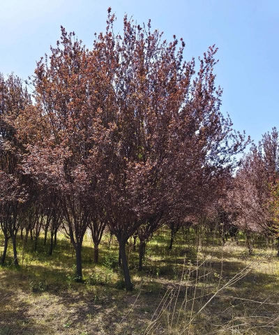 紫叶李图片大全图谱