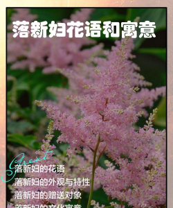 小众送妈妈的花有哪些花