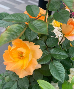 小众送妈妈的花有哪些花