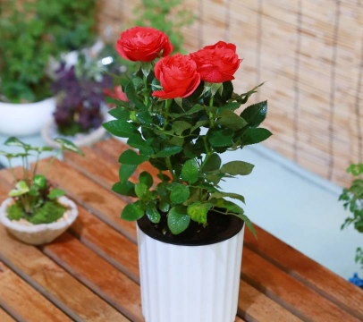 小众送妈妈的花有哪些花