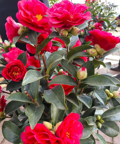 小众送妈妈的花有哪些花