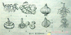 小众送妈妈的花有哪些花