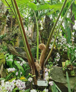 小众送妈妈的花有哪些花