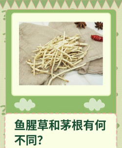茅根和鱼腥草区别