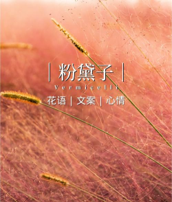 小众送妈妈的花有哪些花