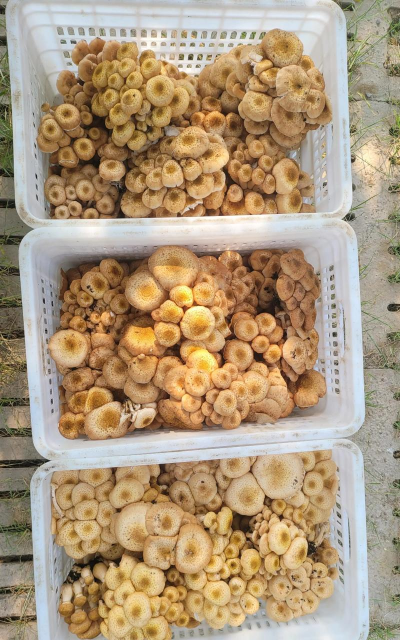 榛蘑能人工种植吗