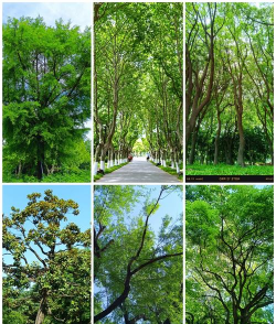 公园里有什么树